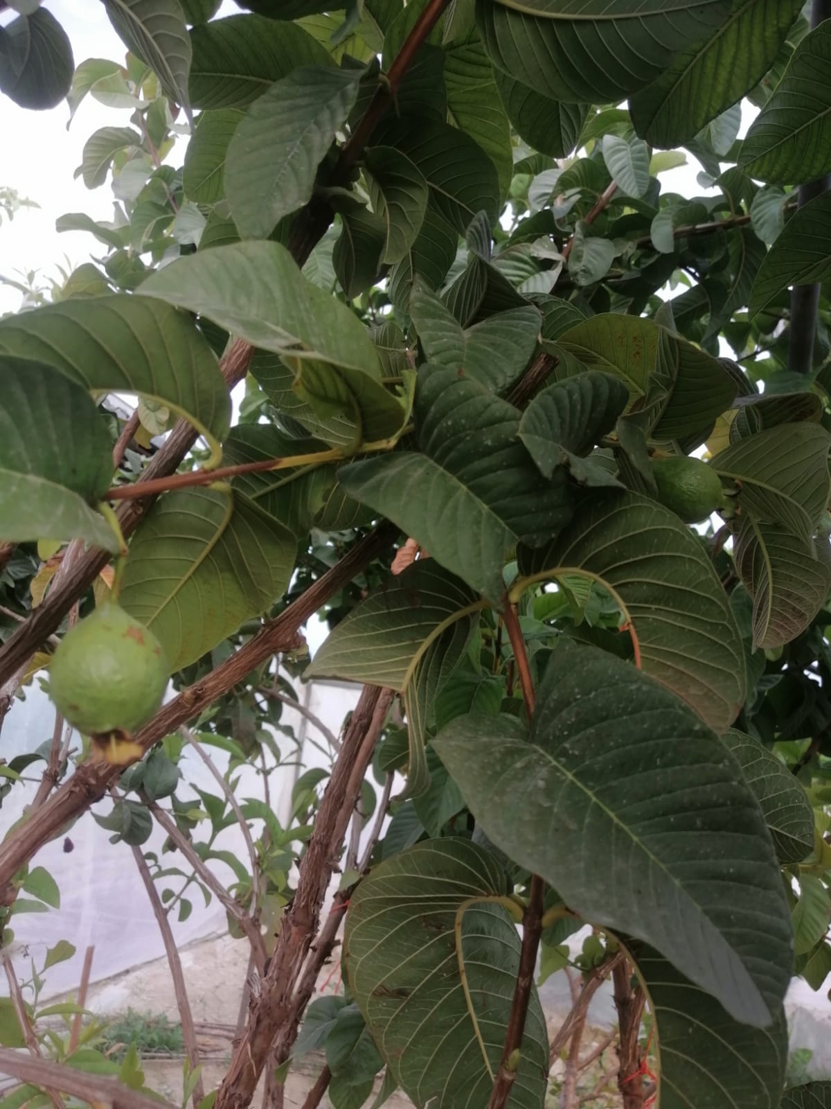 Guava Bahçesi