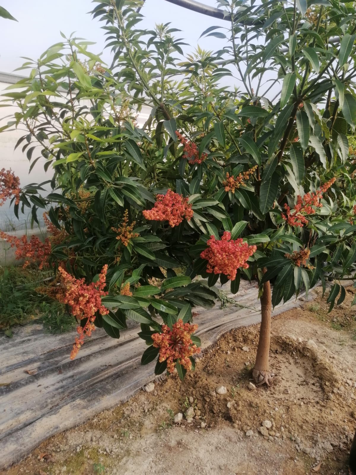 Mango Bahçesi